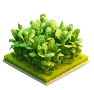 Lettuce Isometric final Lettuce image